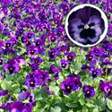 Afbeelding van Viola P9 Grootbloemig Neon violet